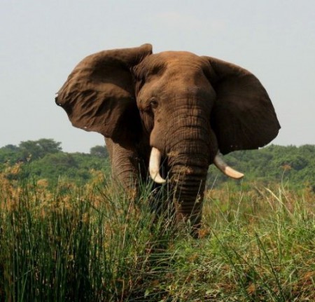 Uganda, Murchison Falls NP (2007)